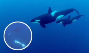 Brutale Jagdmethode: Orcas lassen Fisch mit Rammstoß „explodieren“ (VIDEO)