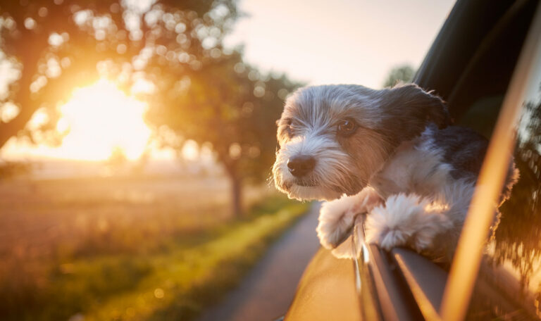 Mit dem Hund in die Heimat: Ausweis, Impfung, Hitze