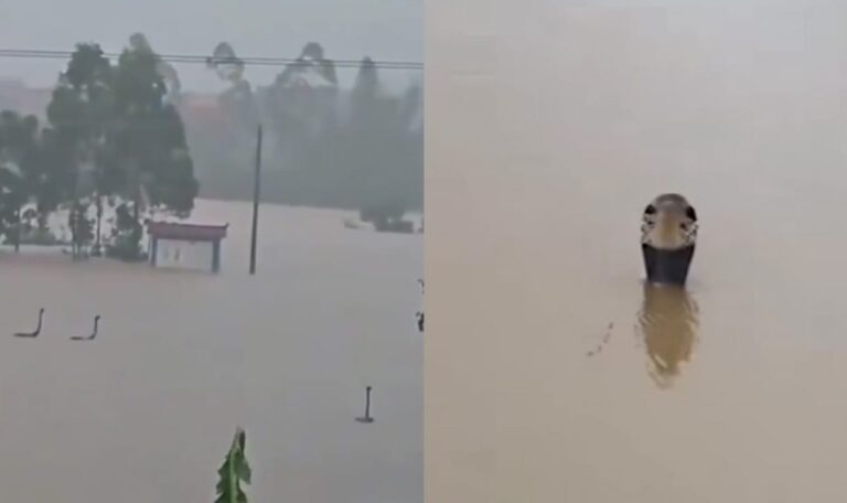 Flut in China: Hunderte Giftschlangen entkommen aus Farm (VIDEOS)