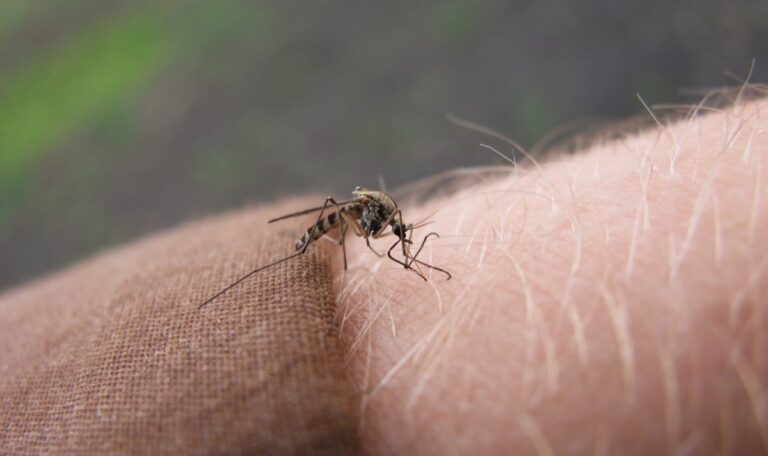 Stich mit Folgen: West-Nil-Virus breitet sich in Europa aus