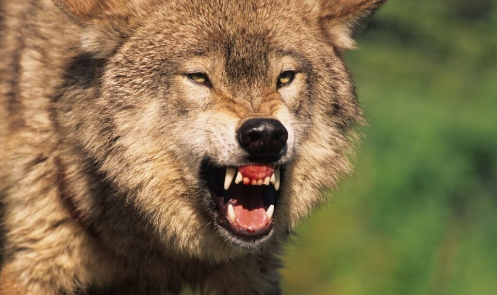 Hündin verhindert Wolfangriff auf Bub (2) – und zahlte mit ihrem Leben