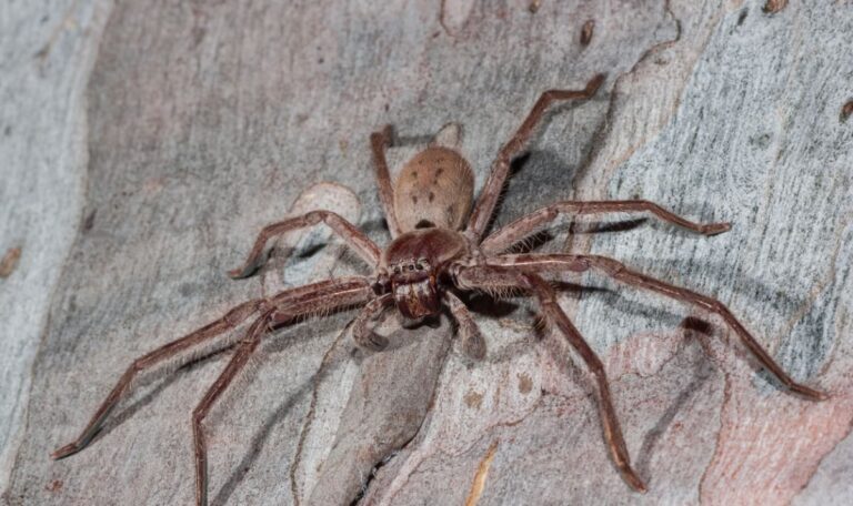 Supermarkt gesperrt: Exotische Spinne in Obst-Karton gefunden