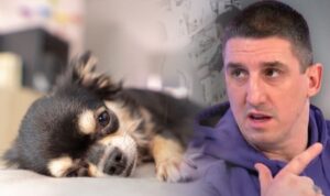 Erschütterndes Video: Berüchtigter Unterwelt-Boss soll kleinen Hund misshandelt haben