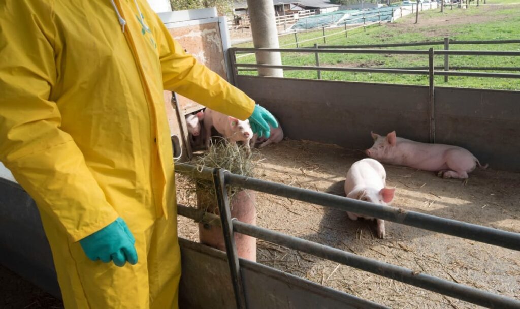 Tausende Tiere getötet: Schweinepest setzt Kroatien unter Druck