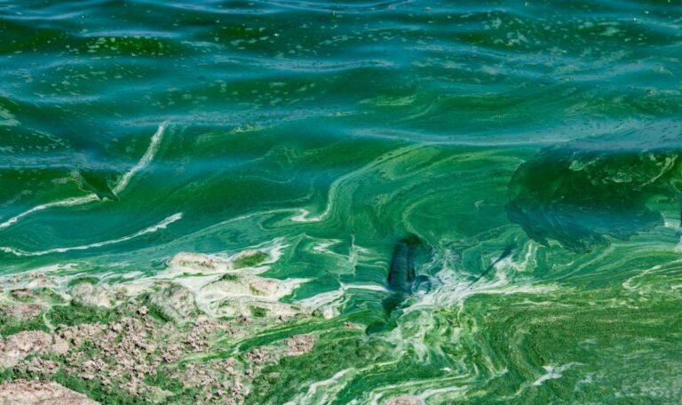 Blaualgen-Alarm: Dieses Gewässer ist lebensgefährlich für Hunde