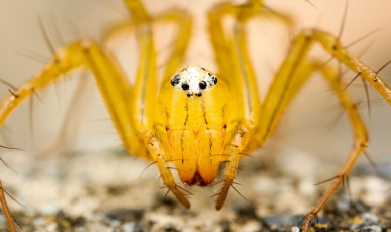 Giftige Spinne aus Südamerika erstmals in Europa entdeckt – Biss zerstört Gewebe