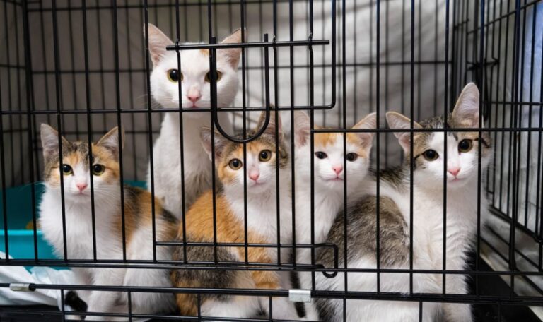 Wo sind ihre Besitzer? 219 Katzen in Wien als Fundtiere gemeldet