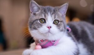 Pelzige Komplizin: Katze schmuggelte Drogen ins Gefängnis