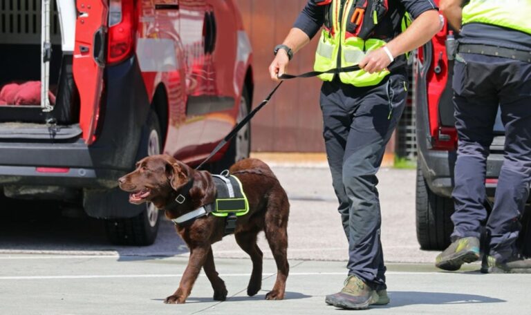Groß-Razzia in ganz Wien – 115 Beamte, ein Geldsuchhund