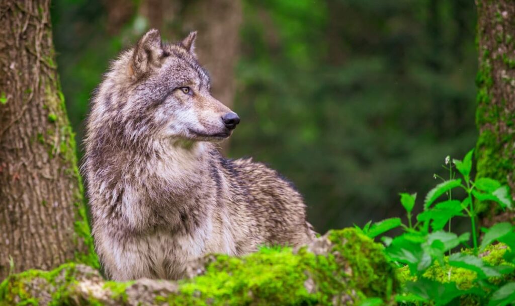 Wolf tötete Hündin: War ein Kind wirklich in Gefahr?