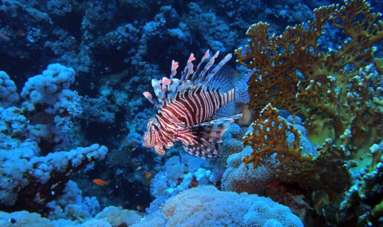 Warnung für Adria-Urlauber: Giftiger Fisch breitet sich aus