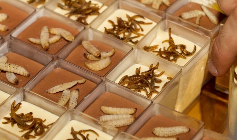 Hundefutter aus Insekten? – Lidl-Konzern wagt ungewöhnliche Wette