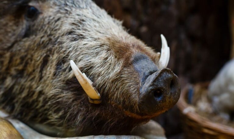 Makabrer Fund im Bach: Wildschweinköpfe sorgen für Wilderei-Verdacht