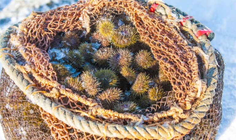 Tonne Seeigel im Kofferraum – Schmuggler ohne Führerschein gestoppt