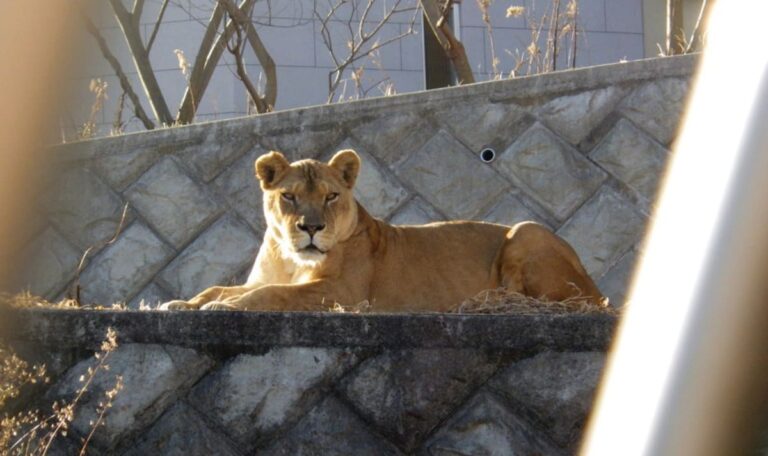 Zoo trauert: Drei Löwinnen sterben durch Extremhitze