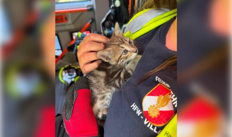 Babykatze reist im Motorraum von Slowenien nach Villach