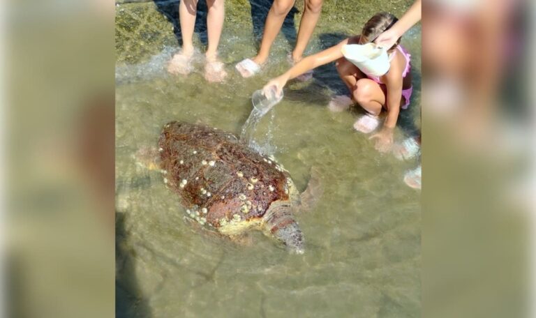 Angelhaken in der Speiseröhre: Schildkröte an kroatischer Küste gerettet (FOTOS)