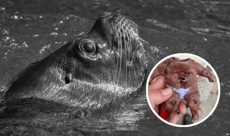 Puppenteile im Becken gefunden: Robbe verschluckt Fremdkörper und stirbt