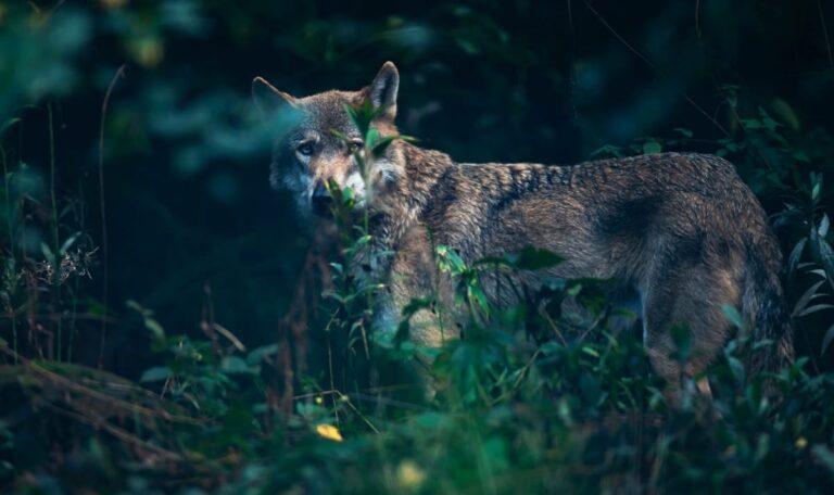 Risikowolf zu nah an Menschen: OÖ ordnet Abschuss an
