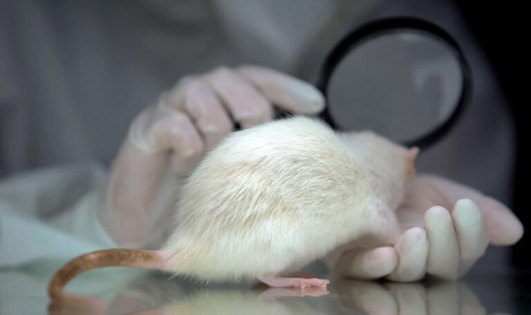 Einsamkeit treibt männliche Mäuse zum Alkohol – Forscher finden möglichen Grund