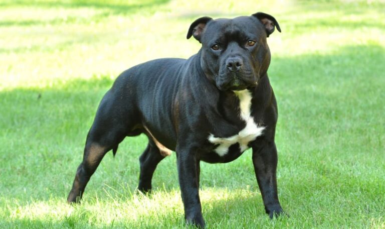 Hund verletzt Joggerin schwer – Besitzerin läuft einfach davon
