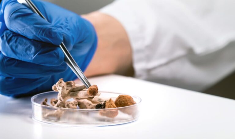 Magic Mushrooms bringen das Gehirn ins Chaos und ordnen es neu