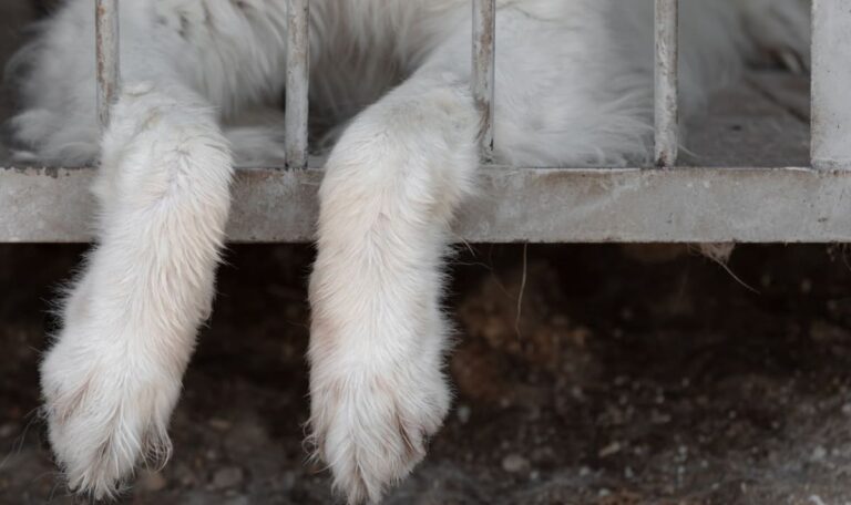 249 tote Tiere und Gewalt im Stall: Neuer Skandal in Österreich