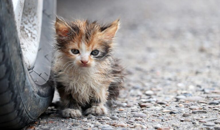 Hunger und Entzündungen – Erneut Katzenbabys ausgesetzt
