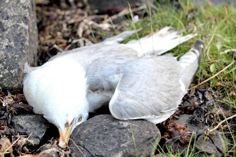 Erstmals Massensterben durch H5N1 in Australien bestätigt