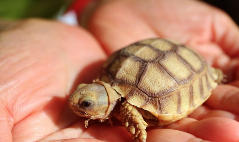 Nur 9 Zentimeter groß: Wien bekommt die kleinste Schildkröte der Welt