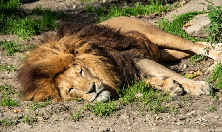 30 Löwen und Tiger aus Horror-Zoo gerettet