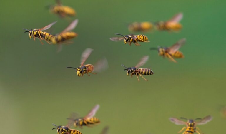 Bisher sieben Tote: Jetzt beginnt der Höhepunkt der Wespensaison