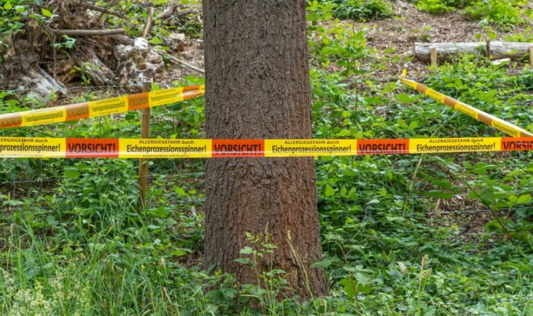 Baum fällt auf Kind – Rettungskräfte können es nicht mehr retten
