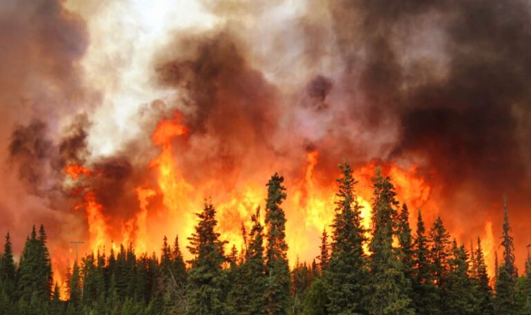 Flammen vor der Haustür: Serbien kämpft gegen riesige Waldbrandkatastrophe