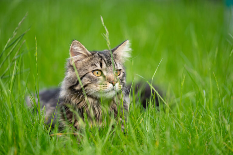 Katze mit Luftdruckgewehr angeschossen – Polizei sucht Täter