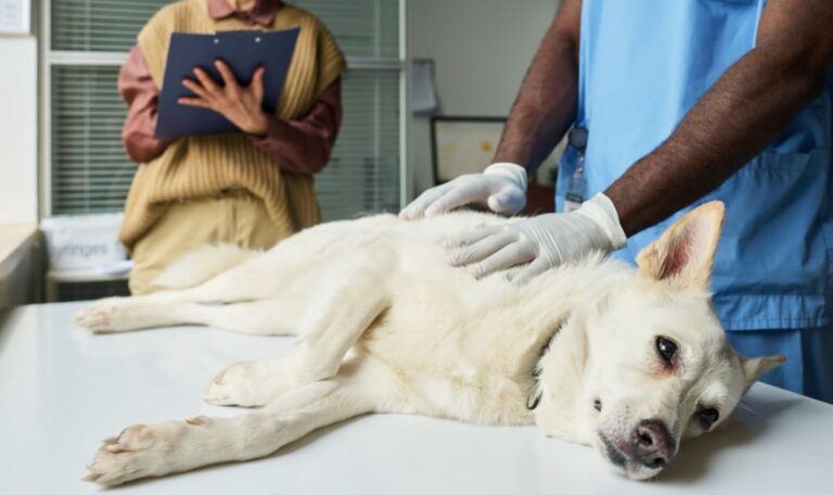 Drei Hunde innerhalb weniger Tage tot: Tierärztin warnt