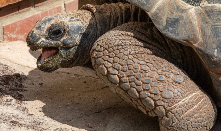 8.000 Kilometer für die Freiheit: Schildkröte kehrt nach Hause zurück