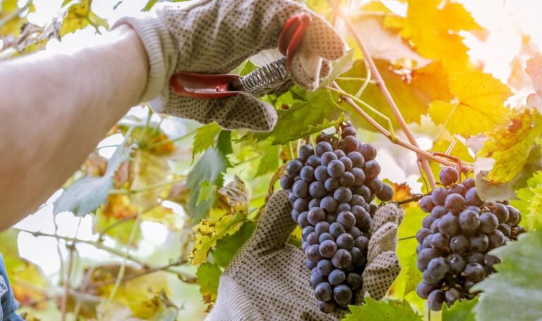 Hitze vernichtet Drittel der Ernte – Winzer in der Krise
