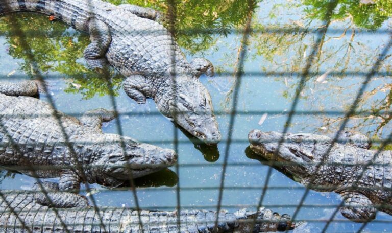,,Krokodil-Gefängnis“: Gericht stoppt bizarres Sicherheitsprojekt