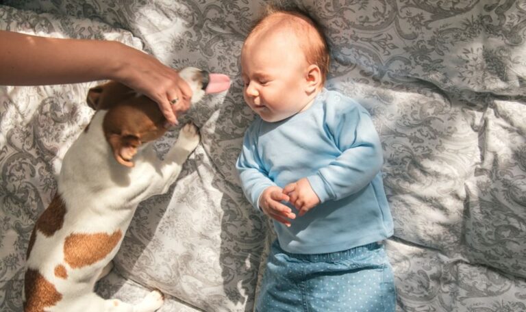 Sekunden der Unachtsamkeit: Familienhund beißt Baby in den Kopf