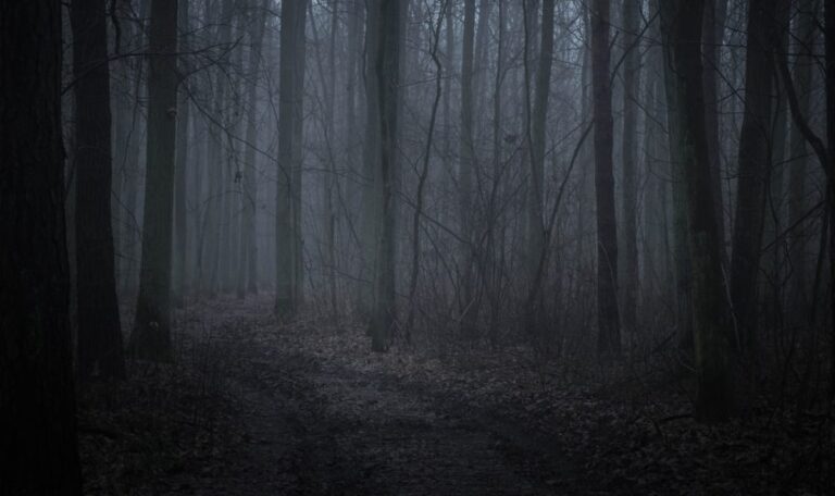 Mutter lässt Sohn nackt im Wald zurück – mitten in der Nacht