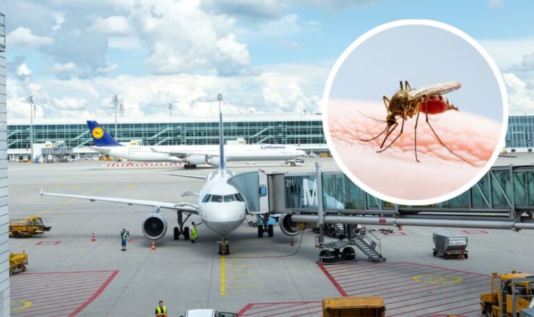 Mücke als blinder Passagier: Flughafen-Mitarbeiter stirbt an Malaria