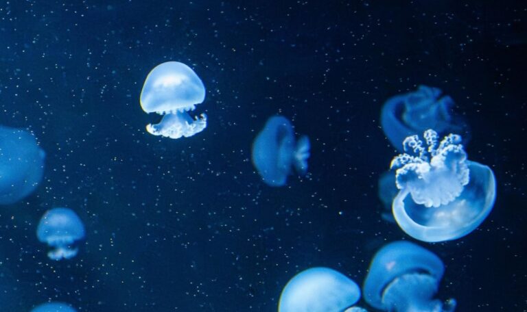 Tödliche Gefahr im Meer: 13-Jähriger stirbt nach Quallen-Stich
