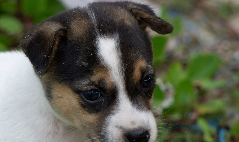 Gratis-Hund aus Rumänien kostete sie am Ende 1.500 Euro