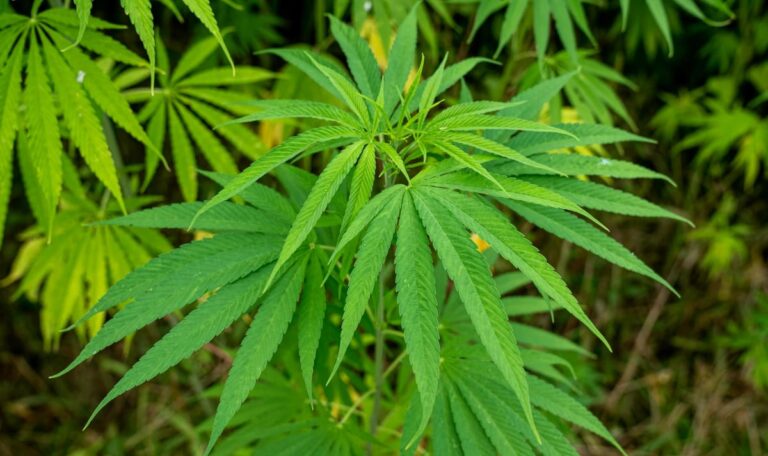Fast 20 Kilo Cannabis: Drogenprozess in Österreich