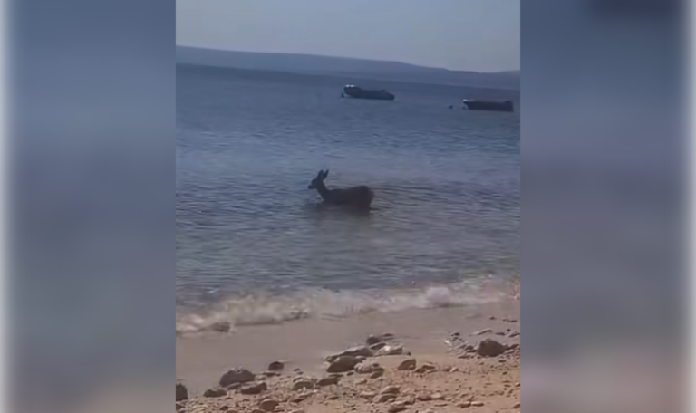 Abkühlung im Meer: Junges Reh verzückt kroatische Badegäste (VIDEO)