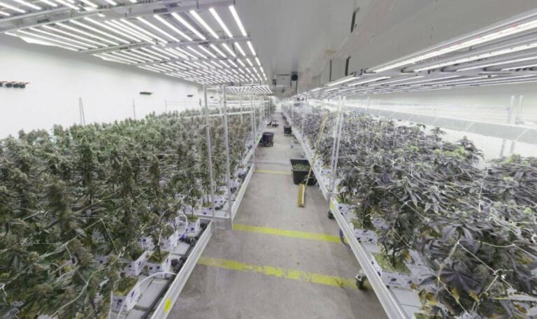 Cannabisplantage, Goldbarren, Millionen in Bar: Wiener Drogenboss vor Gericht