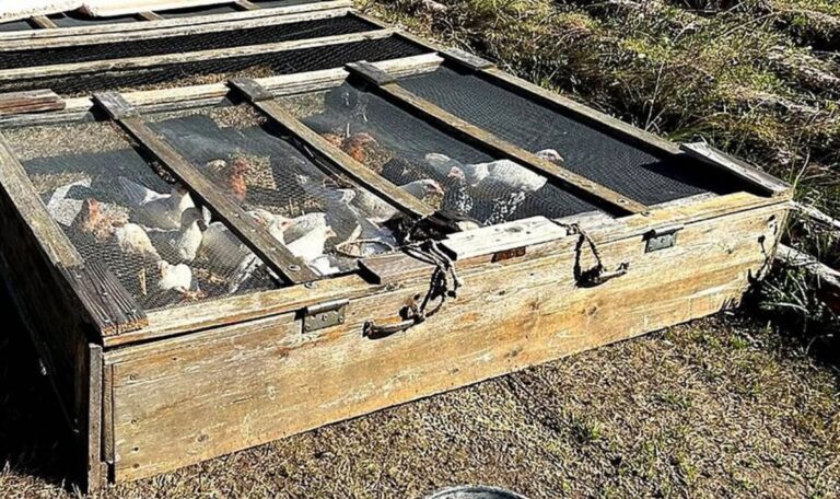Erhebliche Haltungsmängel: Behörden nehmen rund 160 Tiere ab