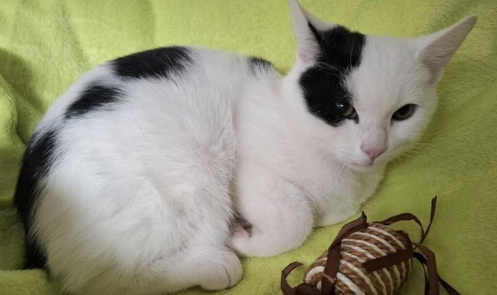 Kater in winziger Box vor Polizeiwache ausgesetzt
