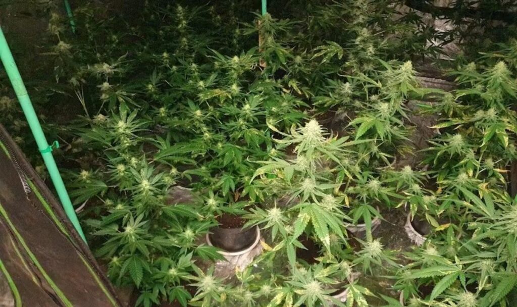 40 Cannabispflanzen entdeckt: Anonymer Hinweis führt zu 48-Jährigem